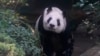 Panda in Mexico Is Last Survivor in Latin America