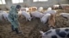 中国更新瘟疫猪扑杀数量 称信息透明