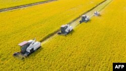 FILE - This aerial photo taken on Oct. 24, 2023, shows combines harvesting rice in Nantong, China's eastern Jiangsu province. Global food prices fell from record highs in 2022, but rice and sugar were two commodities that rose. 