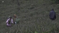 Kenya : des sacs et chaussures fabriqués à partir de restes d'ananas
