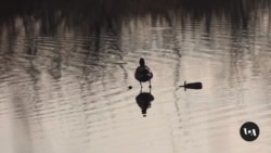 Volunteers Join Annual Christmas Bird Count