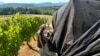 Inside Scientists' Mission to Save US Wine Industry From Climate Change 