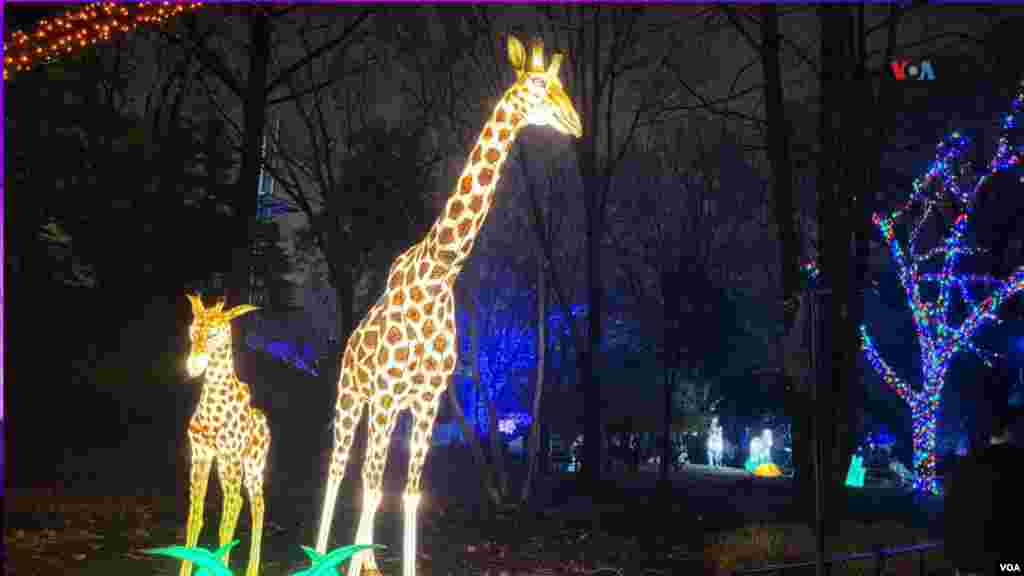 Las figuras de jirafas iluminadas son parte de las atracciones del Zoolights 2023. 