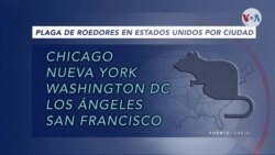 Invasión de ratas en las grandes ciudades