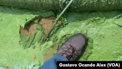 Vista detallada de cómo una bacteria convertida en microalga, conocida como "verdín", recubre la arena de la costa norte del Lago de Maracaibo, en Venezuela.