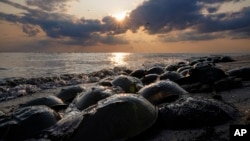 Horseshoe crabs spawn at Reeds Beach in Cape May Court House, N.J., Tuesday, June 13, 2023. (AP Photo/Matt Rourke)