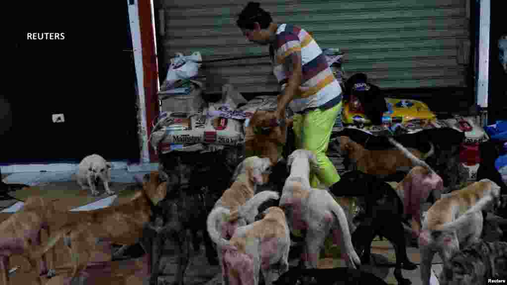 Cachorrolandia fue idea de un grupo de rescatistas de Tulum que se trasladaron hasta Cancún para sacar de las calles a los animales.