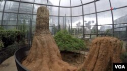 Una imagen del bosque seco tropical. [Foto: Johan Reyes, VOA].

