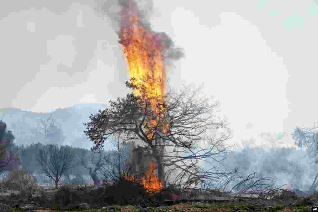 Flames burn a tree in Vati village, on the Aegean Sea island of Rhodes, southeastern Greece, July 25, 2023. A third successive heat wave in Greece pushed temperatures back above 40° C (104° F) across parts of the country following more nighttime evacuations from fires that have raged out of control for days. 