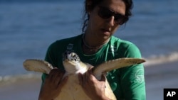 FILE - A volunteer carries a Green Sea Turtle after it was caught temporarily at a feeding site on Itaipu Beach in Niteroi, Brazil, May 24, 2023. Nearly half of the world's migratory species are in decline, according to a new UN report, Feb. 12, 2024.