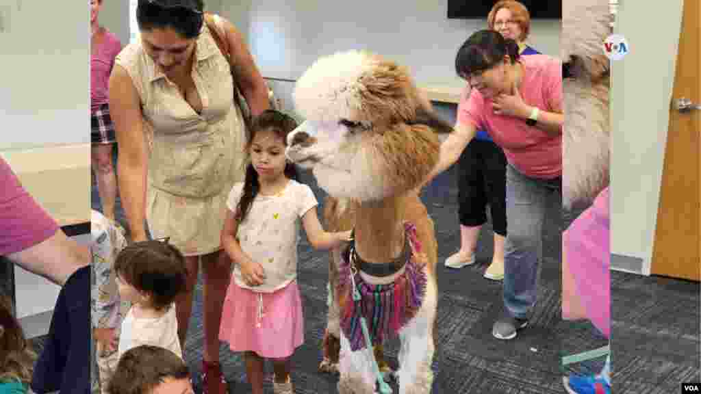 Las alpacas disfrutaron con los niños que llegaron hasta la biblioteca de Manassas en Virginia y no solo se dejaban acariciar sino también posaban con gusto para las fotos. 