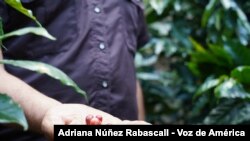 Un productor venezolano muestra los frutos de sus plántulas de café, en el estado Miranda