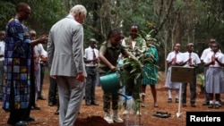 Mfalme Charles III akipanda mti kwa kushirikiana na Karen Kimani, miaka 10, alipotembelea msitu wa Karura urban wakati wa ziara yake ya kiserikali Kenya huko Nairobi, Nov. 1, 2023. 