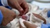 Second set of giant panda cubs born in Berlin