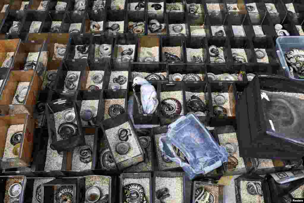 A dead bird and reptiles are pictured following a fire, in which exotic animals, reptiles and pets perished at Chatuchak Weekend Market, in Bangkok, Thailand.