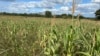 Zimbabwe appeals for $2 billion to avert food insecurity
