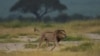Au Soudan en guerre, une opération sauvetage pour 15 lions