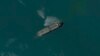 Satellite Images Show Tankers Iran Seized Off Bandar Abbas 