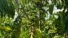 Why Vietnam drought may spike global espresso prices