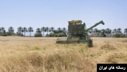 قیمت خرید تضمینی گندم به چالش تازه‌ای برای گندم‌کاران تبدیل شده است.