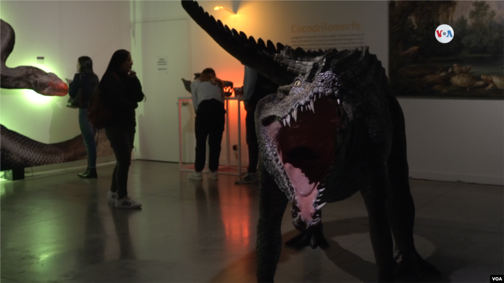 Una imagen de un Tiranosaurio en un segmento de la exposición donde se puede visualizar infografías de dinosaurios de Norteamérica. 