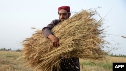 یو افغان بزګر