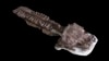 Kerangka hampir lengkap dari fosil makhluk mirip salamander raksasa yang ditemukan di Namibia, disimpan di laboratorium Paleontologi di Cape Town, Afrika Selatan, 2 Juli 2018. (Claudia Marsicano via AP)
