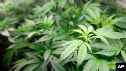 En imagen de archivo del 1 de enero de 2018, plantas de marihuana están a la venta en el dispensario de marihuana Harborside en Oakland, California. (AP Foto/Mathew Sumner, archivo)