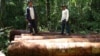 The Amazon, which encompasses the Amazon River basin and an extensive tropical rainforest, the largest in the world, is famous for its unparalleled biodiversity and numerous yet undescribed species. (Courtesy Iván Brehaut)