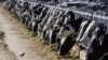 Bird flu infects 3rd US dairy worker; Michigan set to expand testing