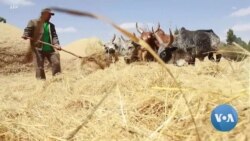 በዐዲስ አበባ የጤፍ ዋጋ ንረት በልቶ ማደር እንደቸገራቸው ሸማቾች አማረሩ