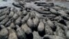 Des hippopotames piégés par la sécheresse au Botswana