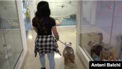 Más de 6,5 millones de perros y gatos ingresan a refugios cada año en Estados Unidos, creando una crisis de sobrepoblación que los refugios no pueden manejar.
