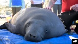Manhattan, seekor manatee, menunggu untuk dilepsaliarkan ke Sungai St. Johns dari Blue Spring State Park, Orange City, FLorida, Senin, 13 Februari 2023. (AP/Phelan M. Ebenhack )