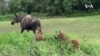 Nature | Moose in Alaska