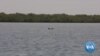 Senegal: Critically Endangered Dolphin Threatened by Illegal Fishing Nets