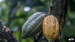 Vista de algunos racimos de cacao en un árbol en la granja Tetteh Quarshie en Mampong el 14 de junio de 2019, en la región oriental de Ghana.