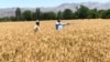 ملګري ملتونه: افغانستان کې د غنمو د حاصلاتو سروې پیل شوه 