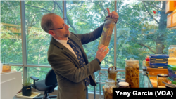 El renombrado botánico colombiano Mauricio Diazgranados sostiene uno de los especímenes estudiados en los laboratorios del Jardín Botánico de Nueva York, donde Diazgranados hizo historia como el primer director científico hispano en los más de cien años de la institución.