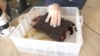 Una prueba de absorción de Oleopelo a través de un cuadro de pelo compactado que fue puesto a prueba con aceite de motor. FOTO: Johan Reyes, VOA. 
