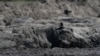 Hippos are stuck in a dried up channel near the Nxaraga village in the Okavango Delta on the outskirts of Maun, Botswana, April 25, 2024. 