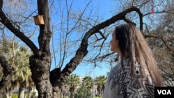Residentes en lugares donde hay grandes cantidades de esta especie se quejan del ruido y del peligro que significan sus grandes nidos. La permanencia de otras especies de aves también preocupa a los locales.