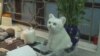 Un artiste vietnamien redonne vie aux animaux de compagnie grâce au filage à l'aiguille
