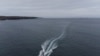 Descubren posible guardería de tiburón martillo liso en las islas Galápagos