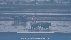 နယ်စပ်ကုန်သွယ်ရေးမတည်ငြိမ်မှုအတွက် မြန်မာတောင်သူတွေစိုးရိမ်