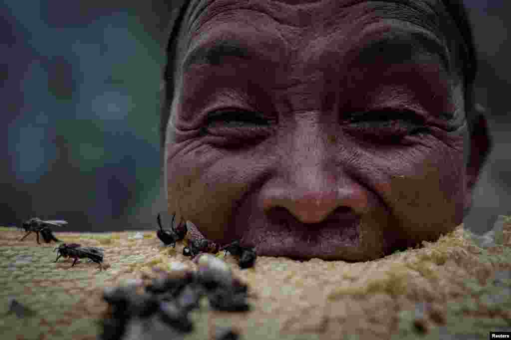 Tek Prasad Gurung, 64, takes a bite from freshly-harvested honeycomb during honey hunting near Taap in Lamjung, Nepal.