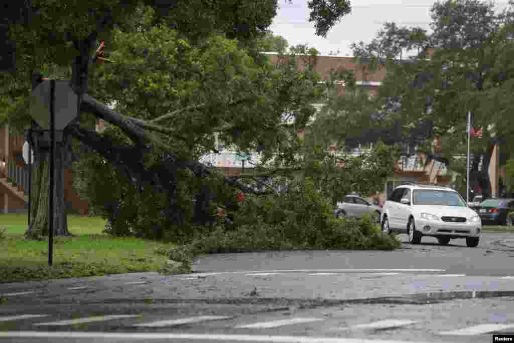 Un residente pasa junto a un árbol caído debido a los fuertes vientos del huracán Idalia en Clearwater, Florida.