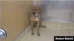 De 2019 a 2022, se observó un aumento en el número de mascotas abandonadas en los refugios de animales locales en Estados Unidos.