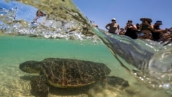 STP quer limitar o uso de plástico para proteger ecossistemas marinhos