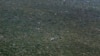 FILE - A Kenyan army helicopter flies over forest near Kismayo, Somalia, on Oct. 2, 2012, where allied African troops were fighting al-Shabab Islamist rebels. Al-Shabab limits tree cutting in areas of Somalia it controls, in part to hide it from aerial attack.